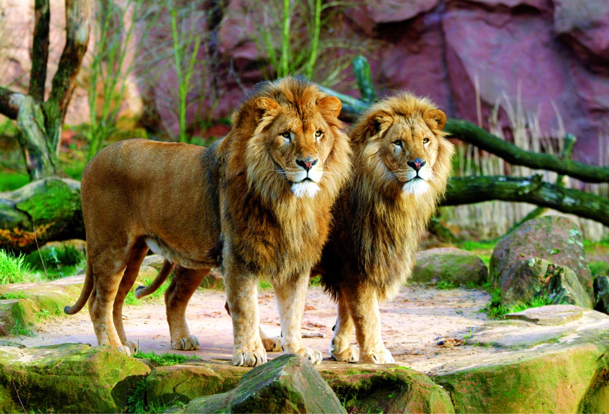 фото цветных львов