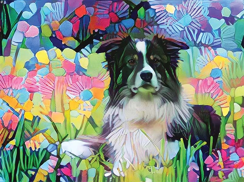 Border Collie by Peggy Collins