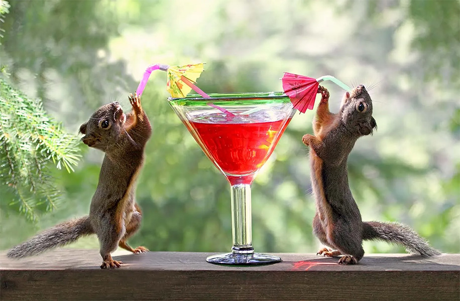 Squirrels at Cocktail Hour by Peggy Collins
