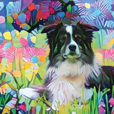 Border Collie by Peggy Collins