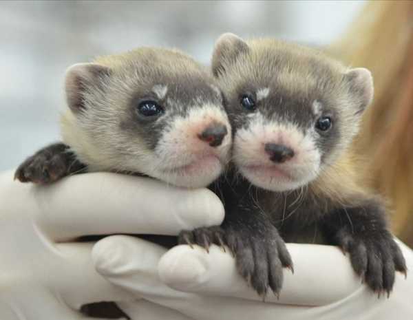 cute ferrets