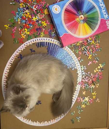 cat in the puzzle circle