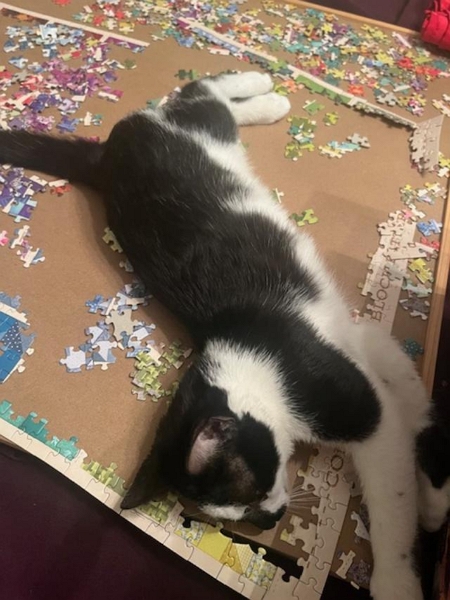 cat on top of puzzle
