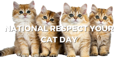 Respect-Your-Cat-Day