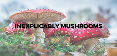 Inexplicably-Mushrooms