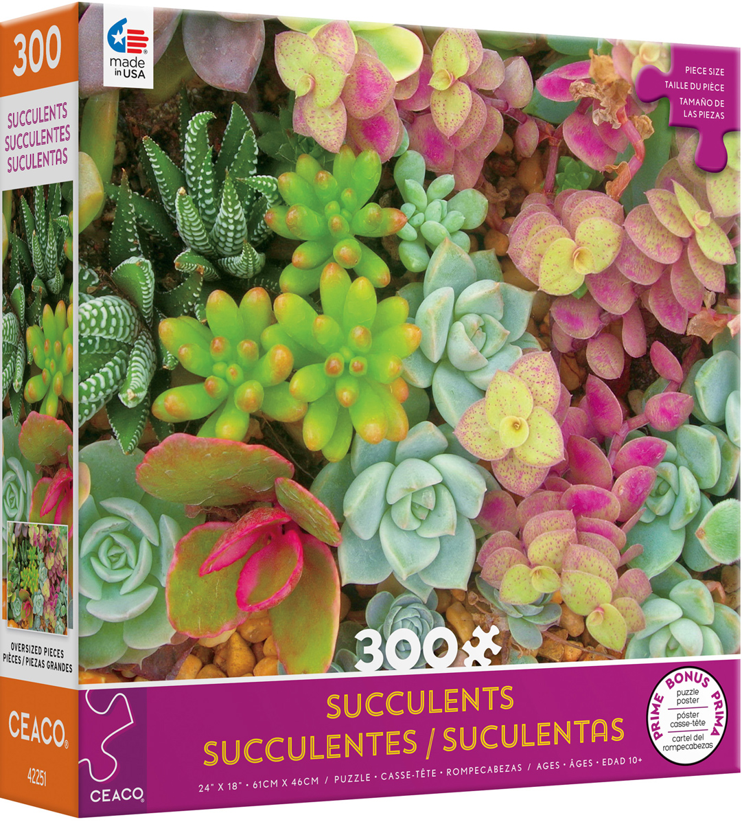Bright Succulents