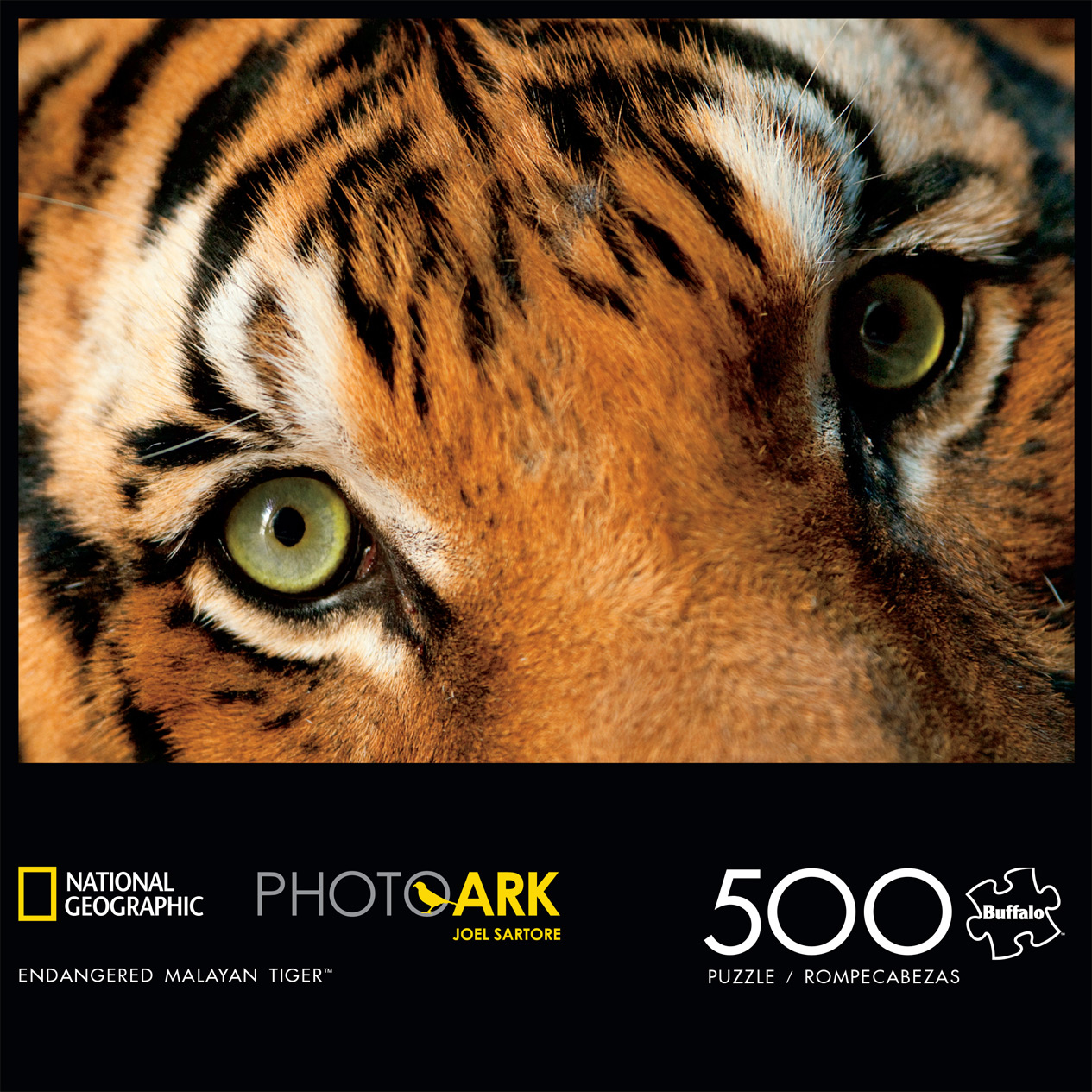Endangered Malayan Tiger