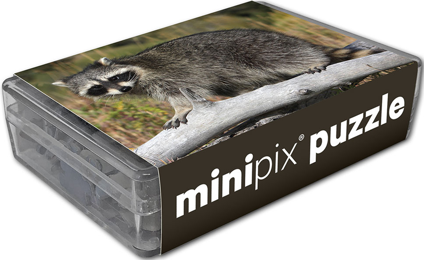 Common Raccoon Mini Puzzle