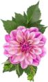 I Am Dahlia Flower & Garden Shaped Puzzle