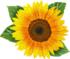 I Am Sunflower Flower & Garden Shaped Puzzle