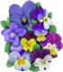 I Am Violet Flower & Garden Jigsaw Puzzle