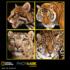 Wildcat Close Up Big Cats Jigsaw Puzzle