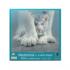 Sheltered Cats Jigsaw Puzzle