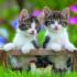 Cuddly Kittens Cats Jigsaw Puzzle