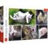 Just Cat Things - Collage Cats Jigsaw Puzzle