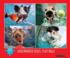 Underwater Dogs:  Play Ball Dogs Jigsaw Puzzle