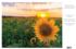 Sunflower Field at Sunset Countryside Jigsaw Puzzle