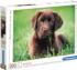 Chocolate Puppy Dogs Jigsaw Puzzle
