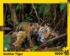 Mother Tiger and Cub Photography Jigsaw Puzzle
