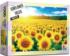 Sunflower Field 6 Sunflower Jigsaw Puzzle