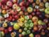 Heirloom Apples Food and Drink Jigsaw Puzzle
