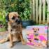 Nibbles with Nora - Scratch and Dent Dogs Jigsaw Puzzle