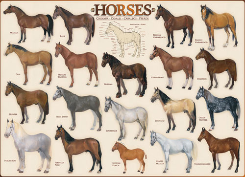 Horses Horse Jigsaw Puzzle