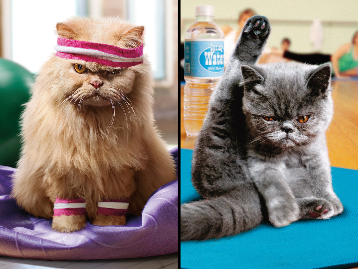 Cranky Kitties - Let's Do Yoga Cats Jigsaw Puzzle