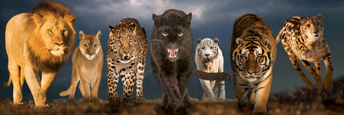 Big Cats Big Cats Jigsaw Puzzle