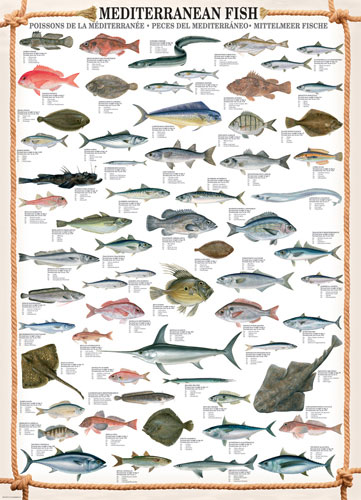 Mediterranean Fish Jigsaw Puzzle | PuzzleWarehouse.com