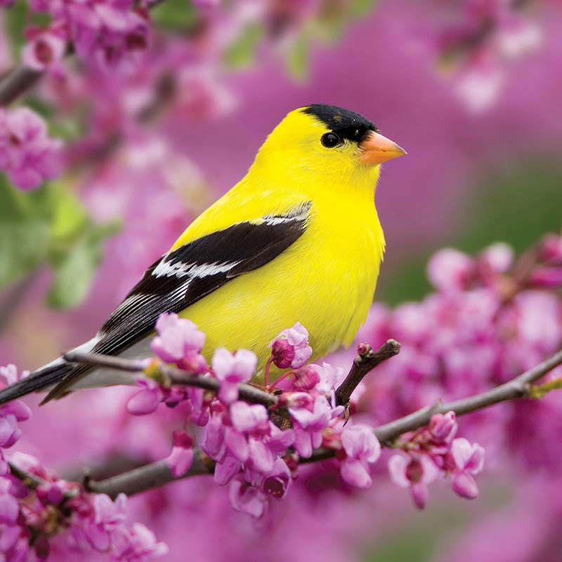 American Goldfinch, 500 Pieces, Buffalo Games | Puzzle Warehouse