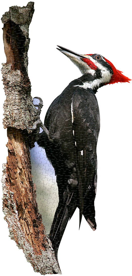 I Am Woodpecker Birds Shaped Puzzle