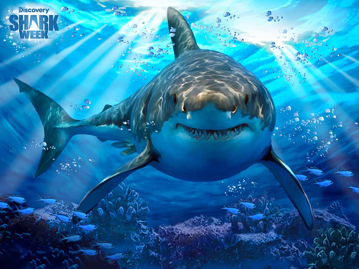 Great White Shark - Discovery Shark Week Animals Jigsaw Puzzle