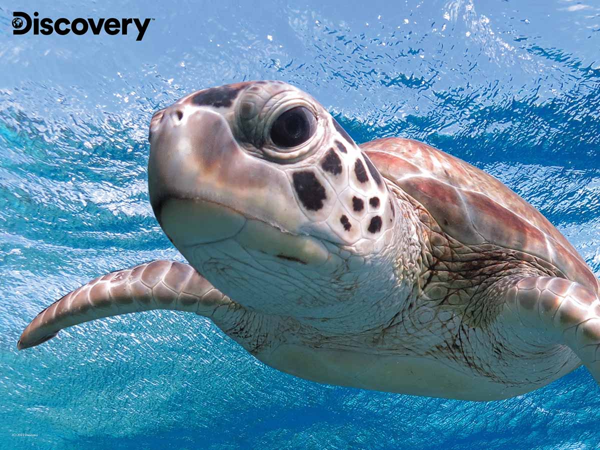 Sea Turtle - Discovery Sea Life Jigsaw Puzzle