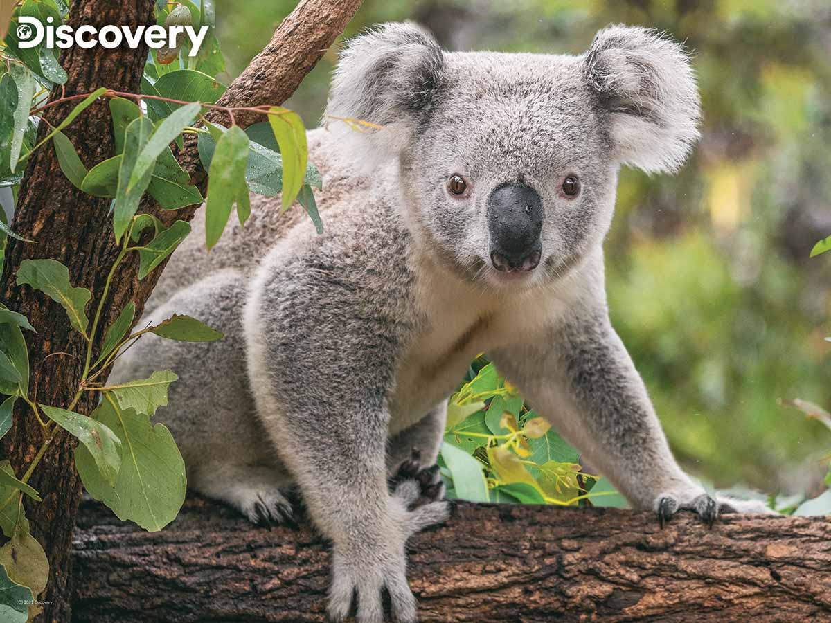 Koala - Discovery Animals Jigsaw Puzzle
