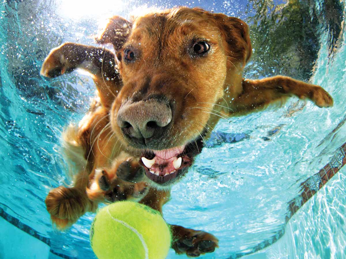 Underwater Dogs Ricochet Dogs Jigsaw Puzzle