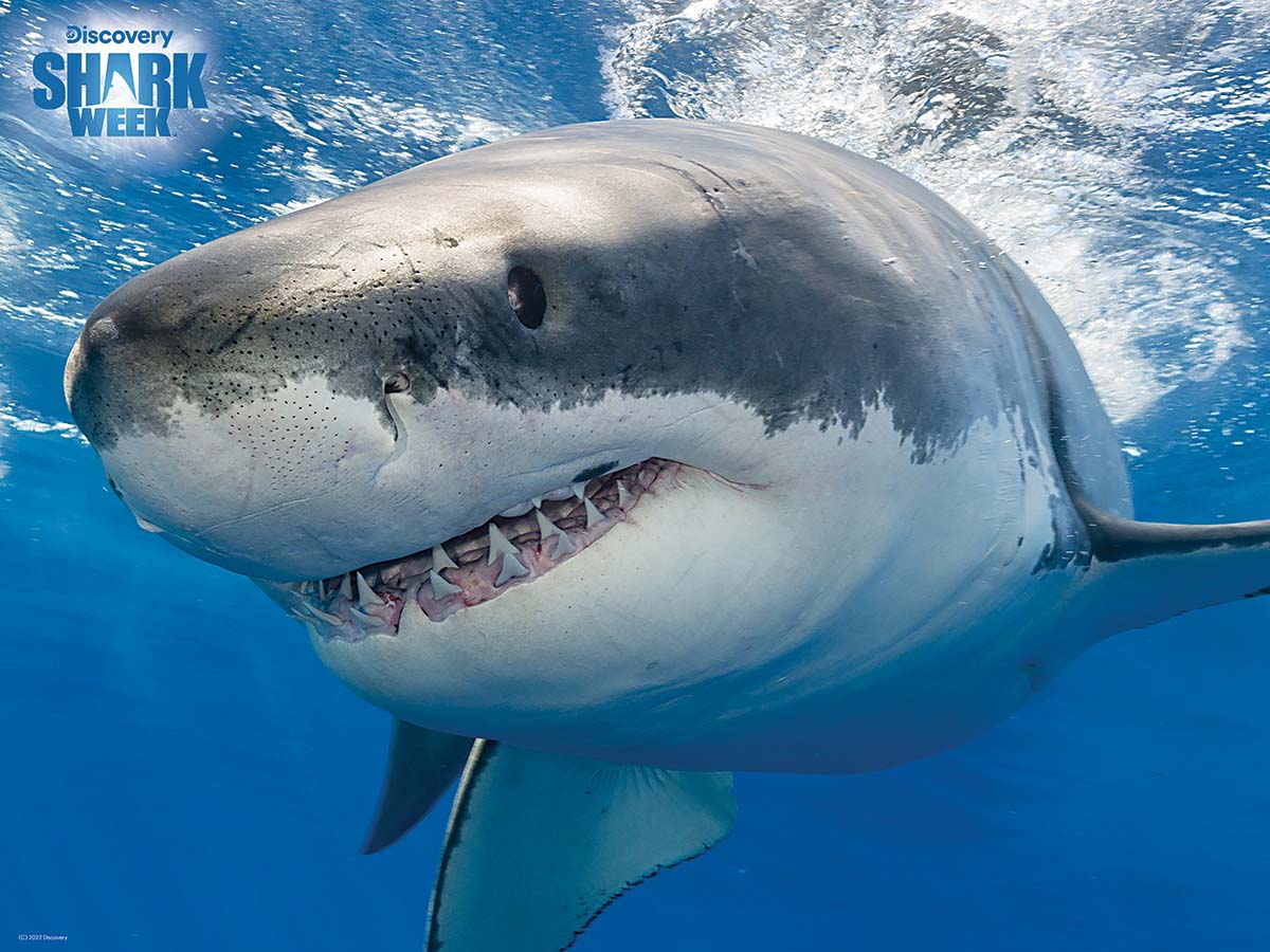 Great White Shark - Discovery Shark Week Sea Life Jigsaw Puzzle