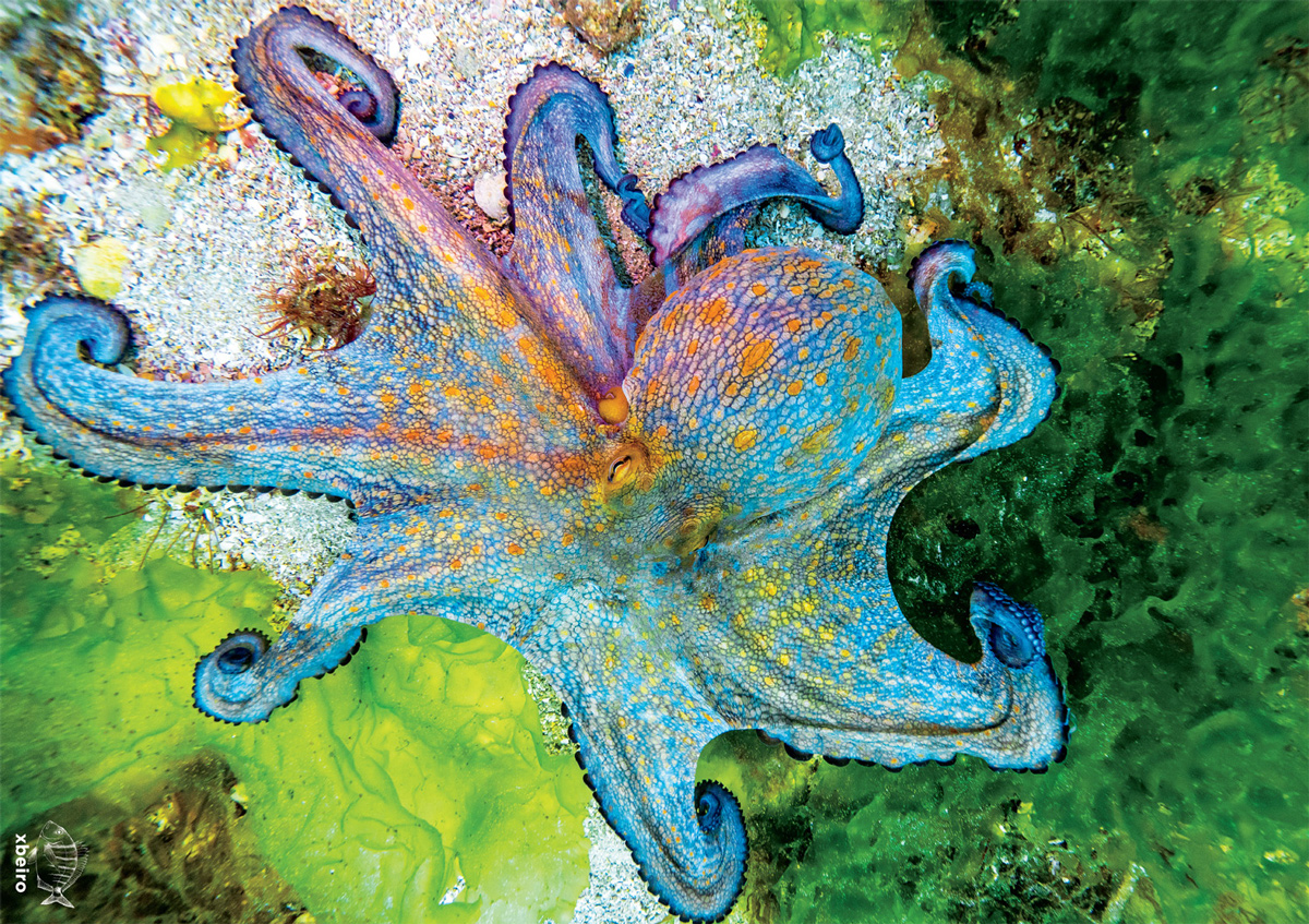 Octopus Vulgaris - Scratch and Dent Sea Life Jigsaw Puzzle