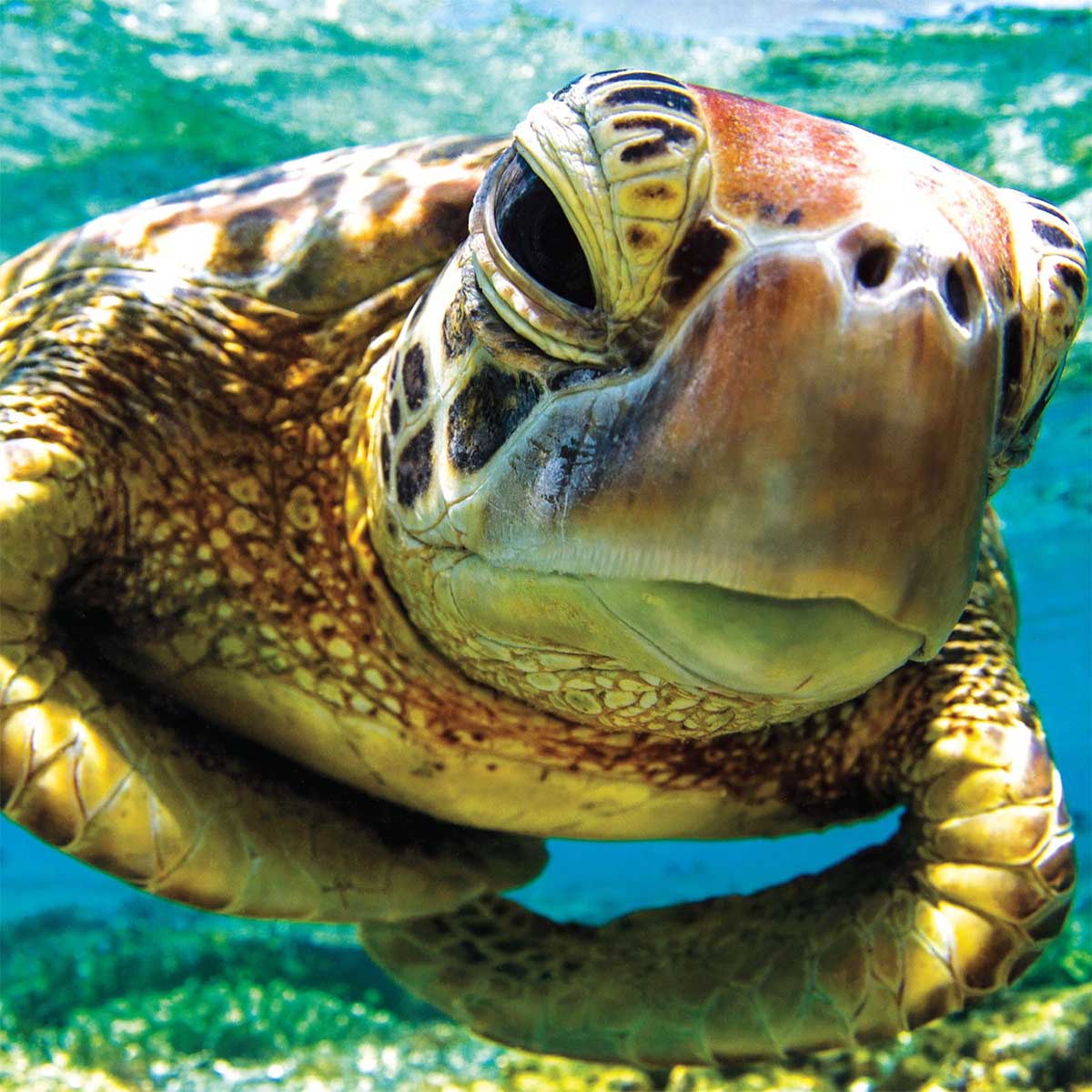 Turtle Swimmer