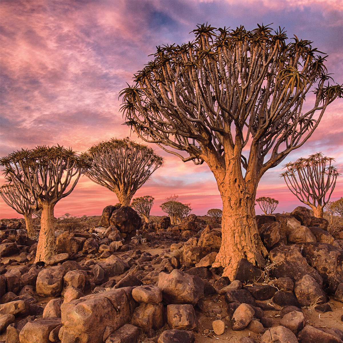 Quiver Tree Forest Forest Jigsaw Puzzle
