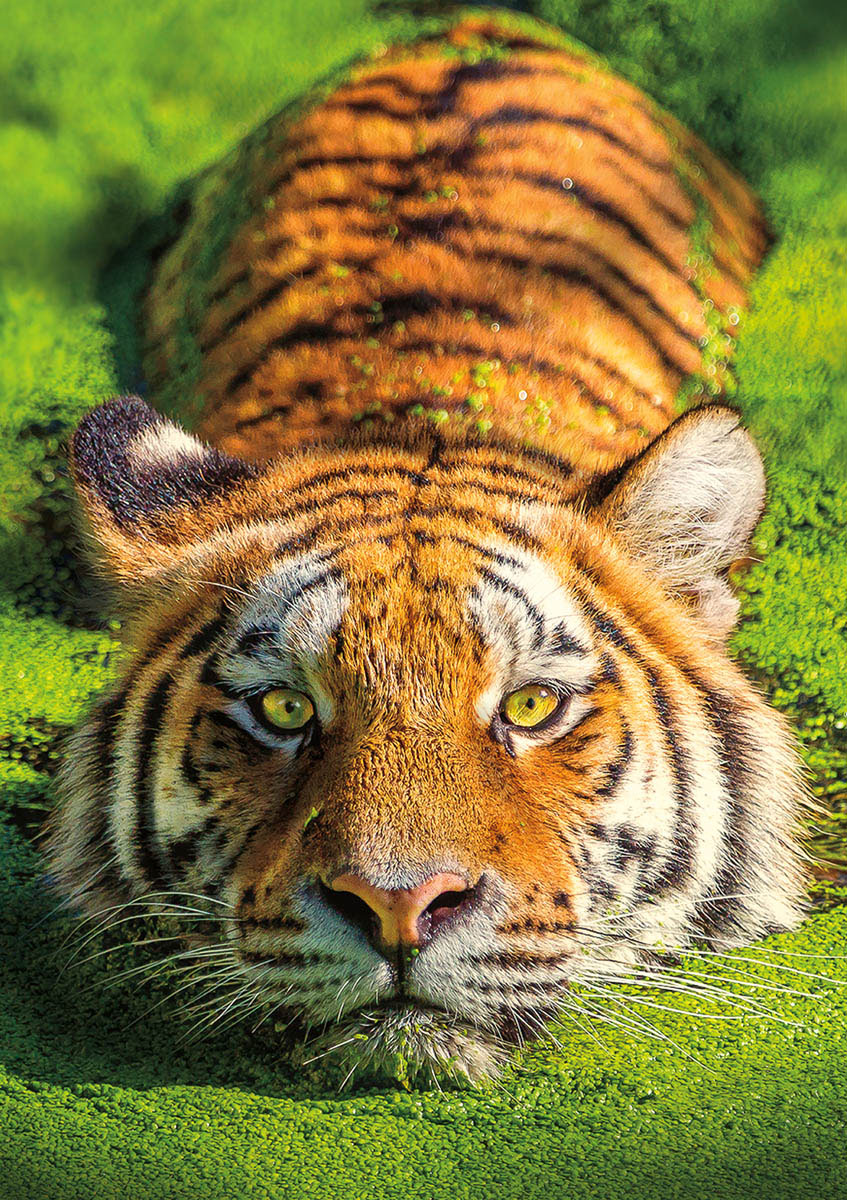 tiger with green eyes