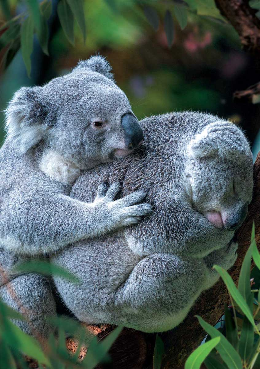 koala bears cuddling