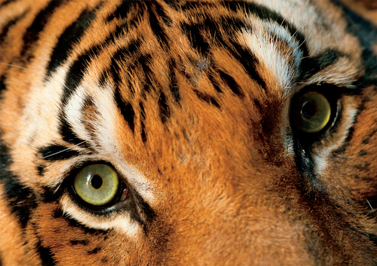 Endangered Malayan Tiger Big Cats Jigsaw Puzzle