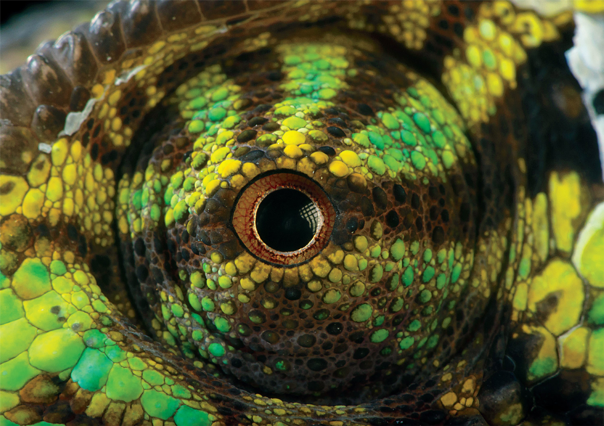 Chameleon Eye