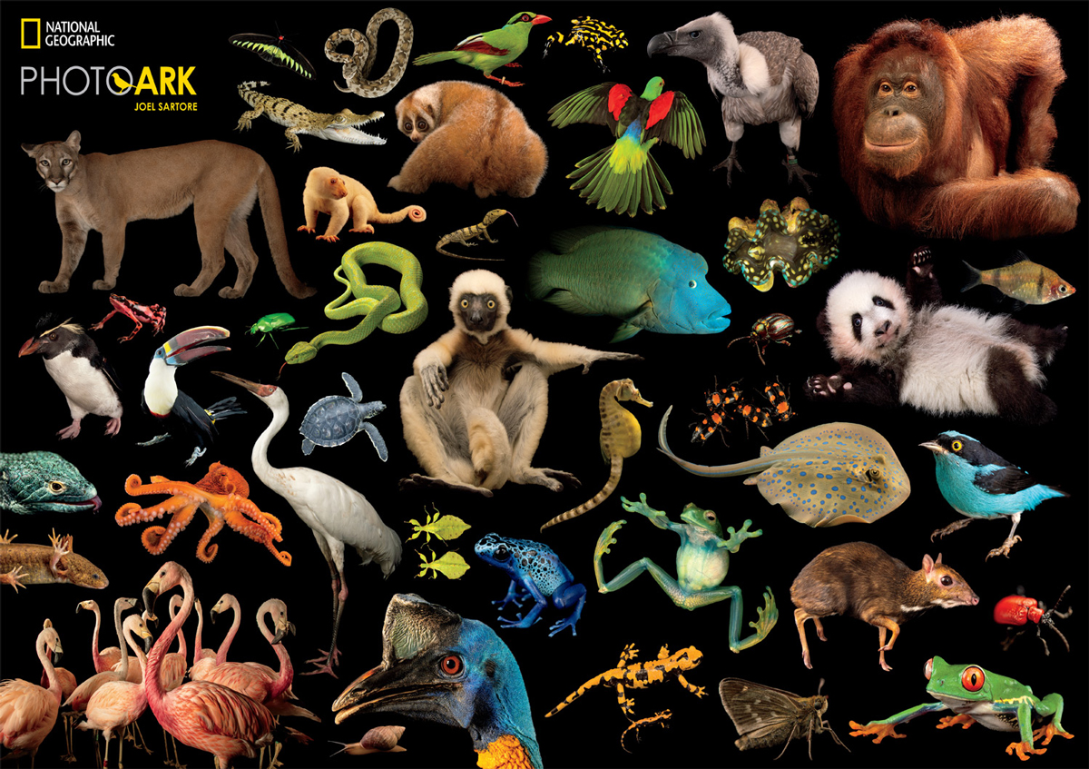Creature Collection Animals Jigsaw Puzzle
