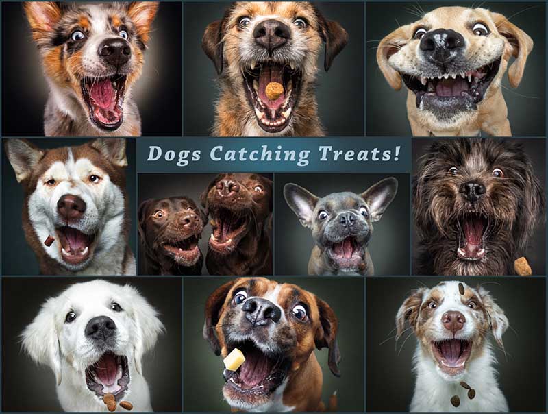 Catching the Perfect Treat Dogs Jigsaw Puzzle