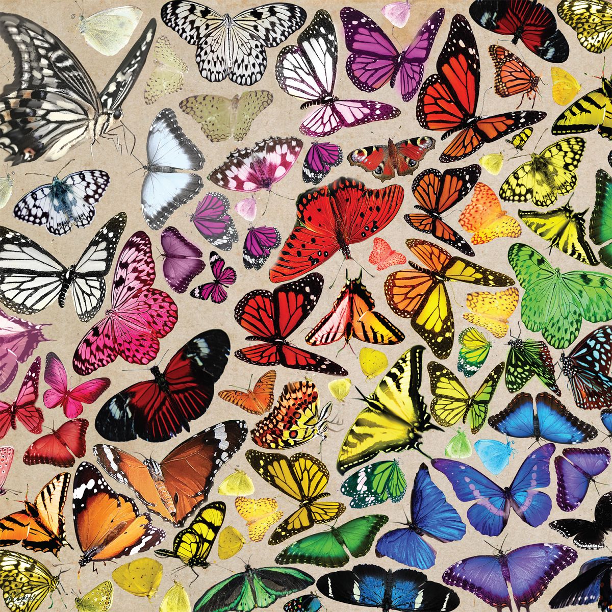 Butterfly Chroma Butterflies and Insects Jigsaw Puzzle