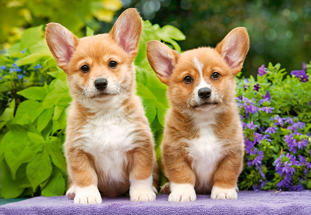Welsh Corgi Puppies - Scratch and Dent Dogs Jigsaw Puzzle