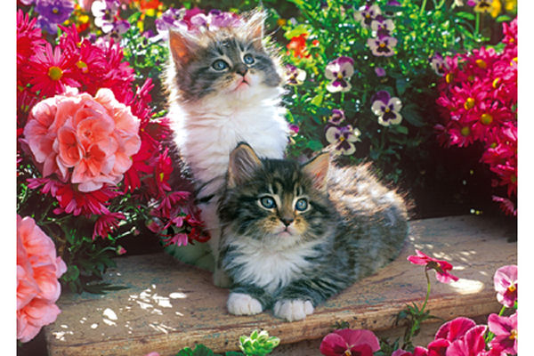 Kittens in the Garden, 500 Pieces, Jumbo | Puzzle Warehouse