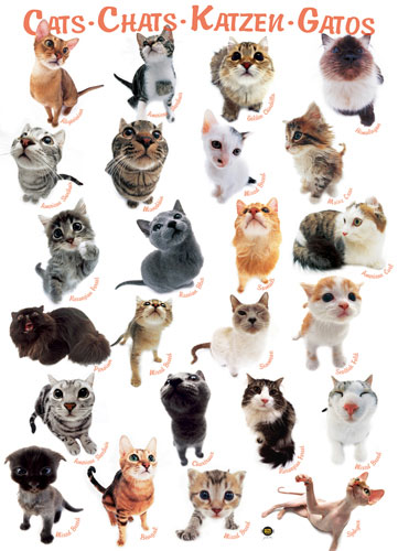 Cat Breeds Jigsaw Puzzle | PuzzleWarehouse.com